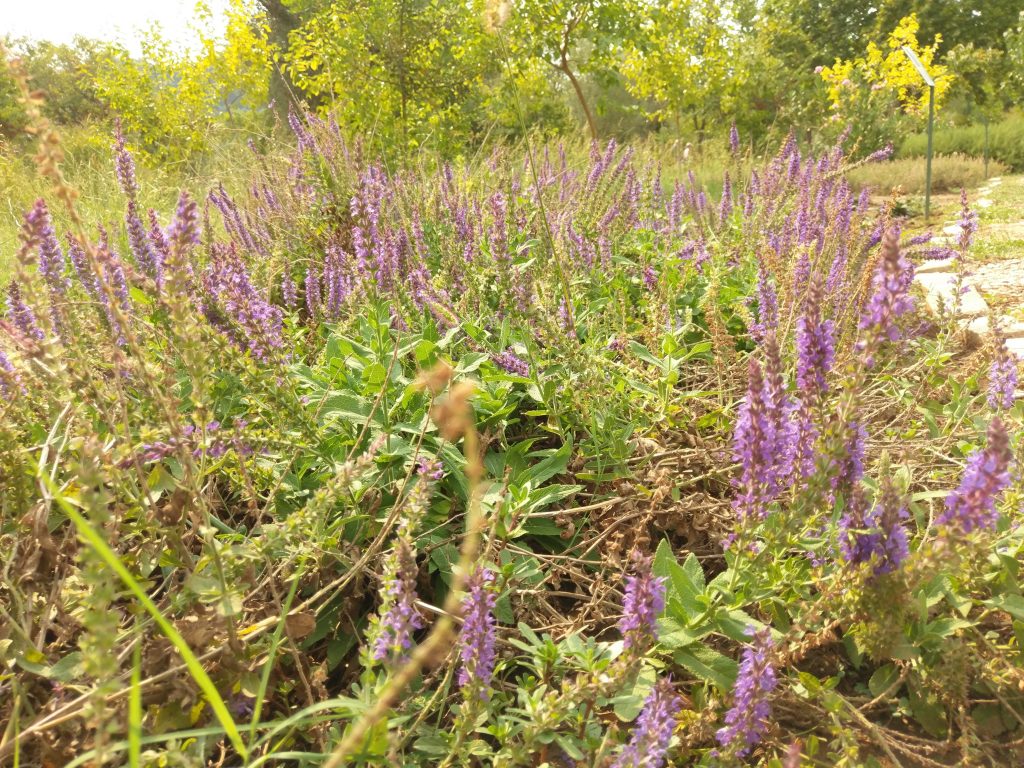 Lavendel im Botanischen Garten