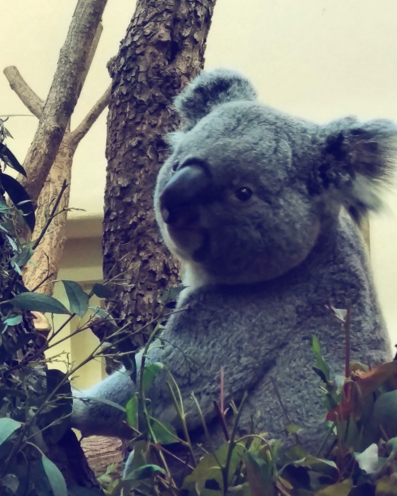 Der Koala während der Fütterung im Tiergarten Schönbrunn